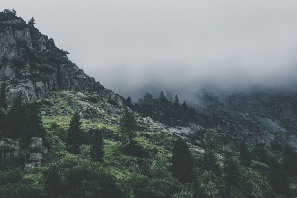 Hizmetlerimiz green leafed trees during fog time 167684.jpg